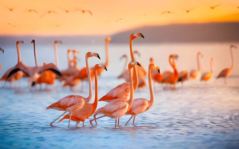 Tour a Las Coloradas y Río Lagartos